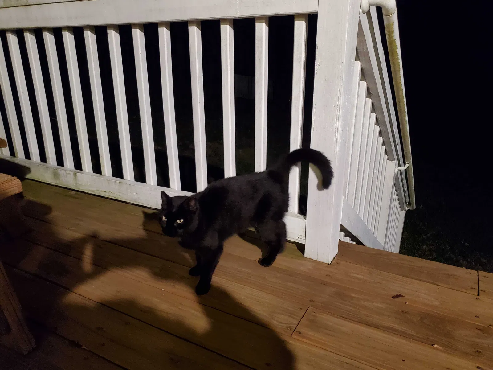 Found cat in Colora, MD, 21917
