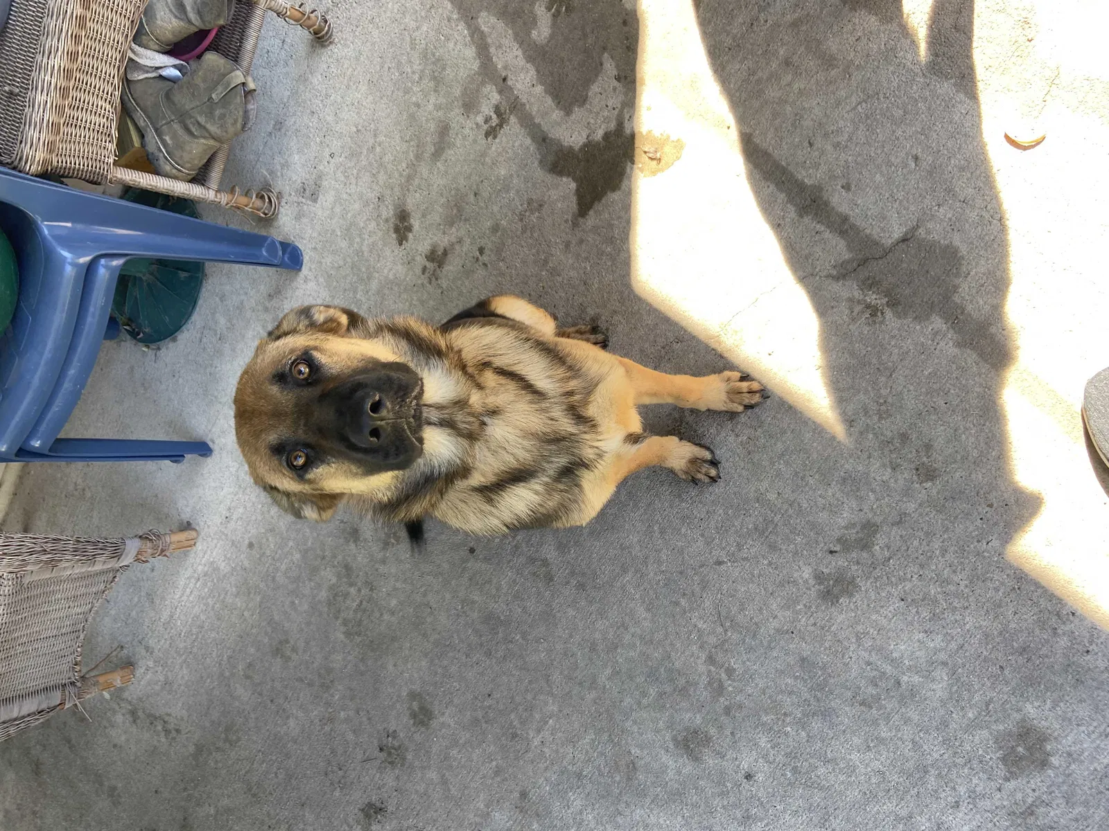 Found dog in Houston, TX, 77050