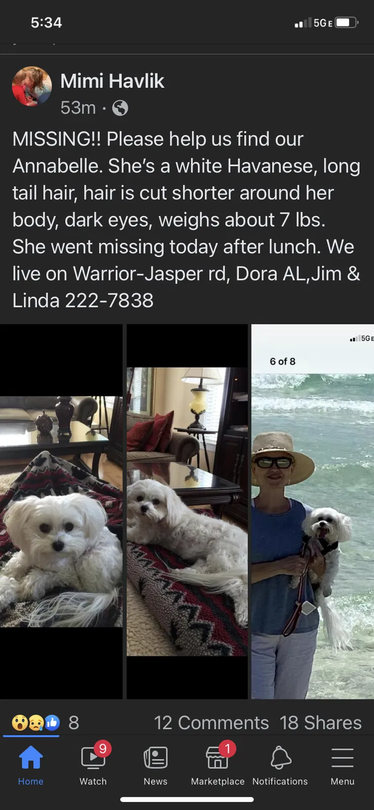 Lost dog in Dora, AL, 35062
