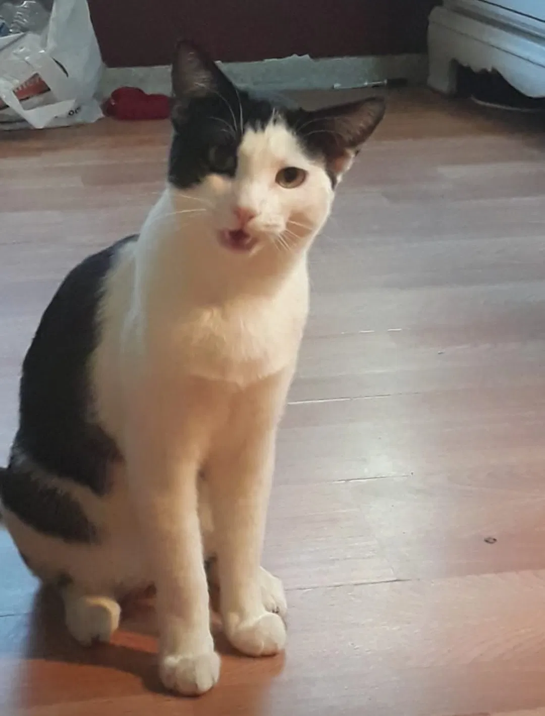 Lost cat in Victorville, CA, 92395