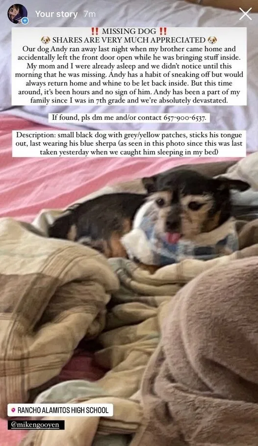 Lost dog in Garden Grove, CA, 92841