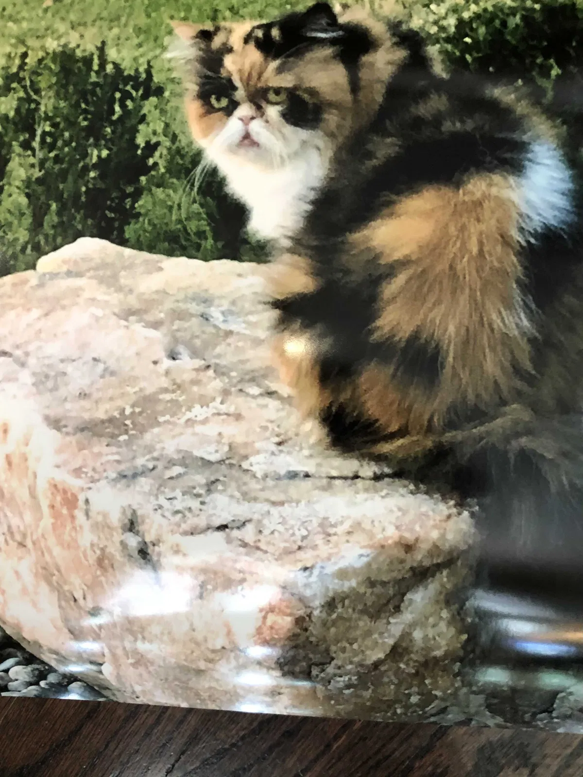 Lost cat in Houston, TX, 77041