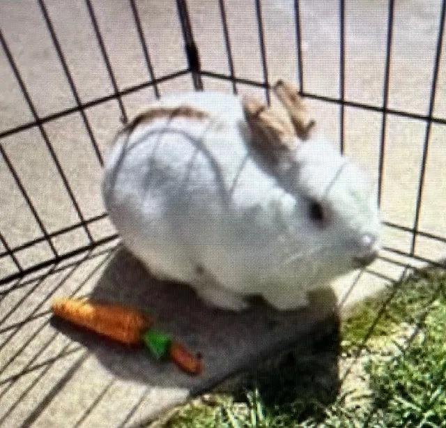 Lost rabbit in Anaheim, CA, 92808