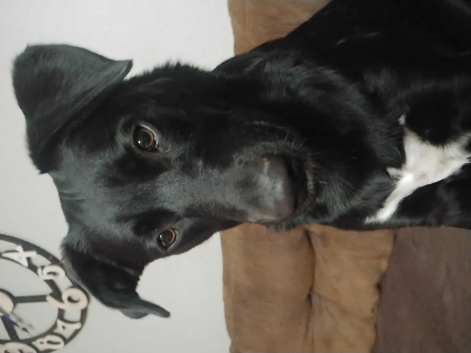 Lost dog in Tuttle, OK, 73089