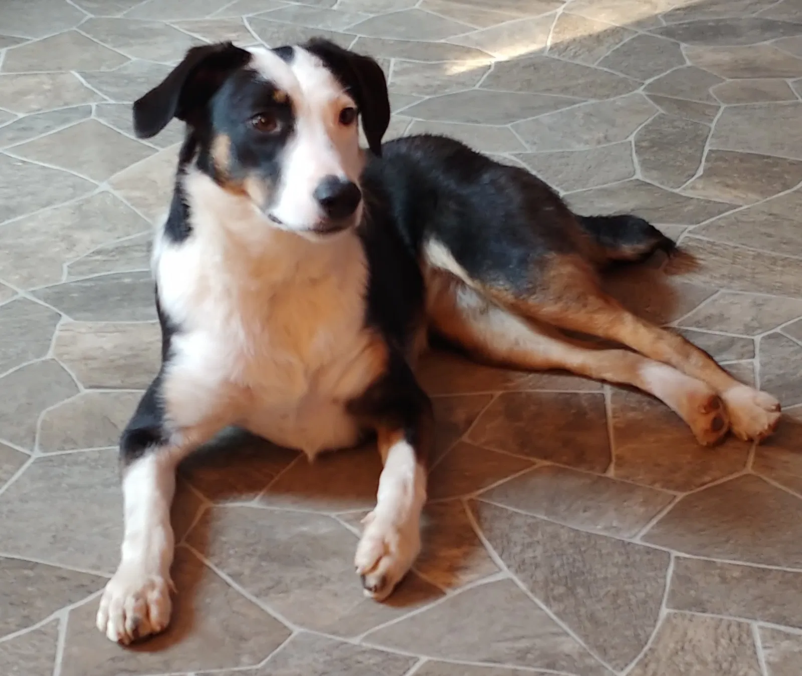 Lost dog in Tuttle, OK, 73089