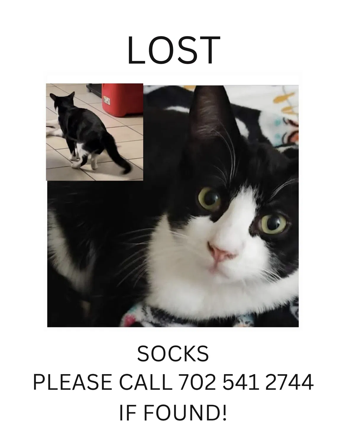 Lost cat in Las Vegas, NV, 89121
