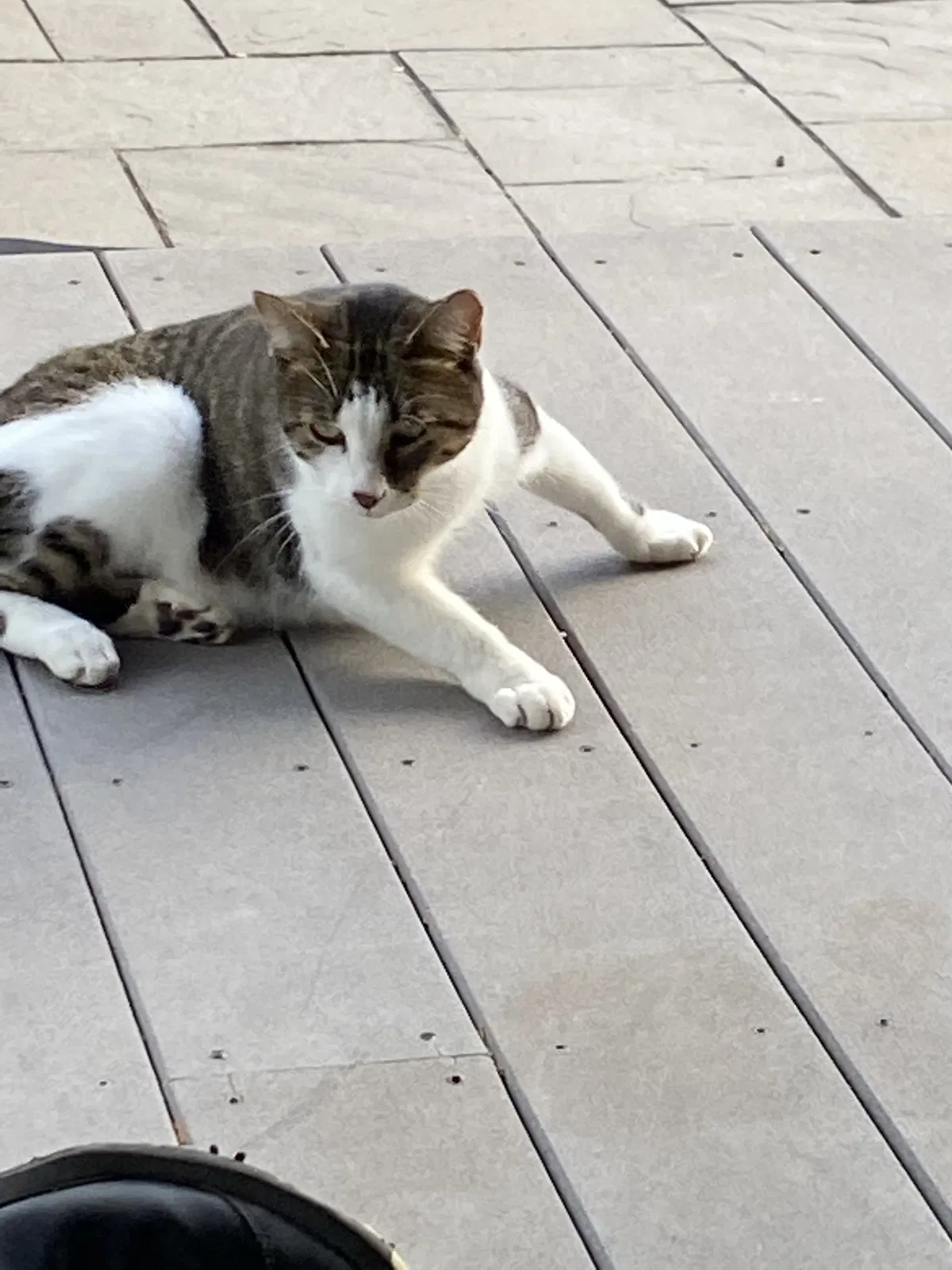 Lost cat in Newbury, MA, 1951