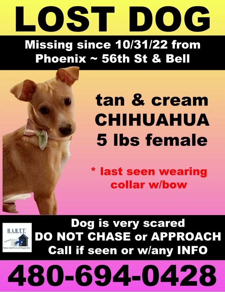 Lost dog in Scottsdale, AZ, 85254