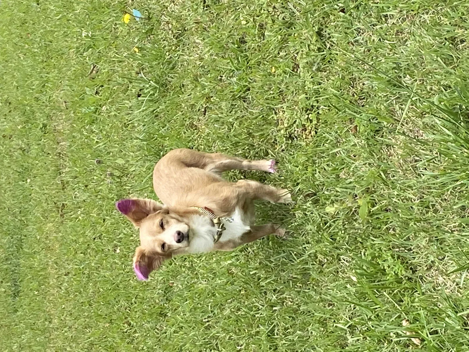 Lost dog in Riverdale, GA, 30296