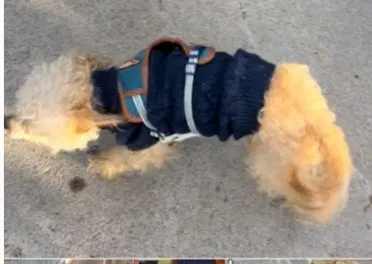 Lost dog in Houston, TX, 77013