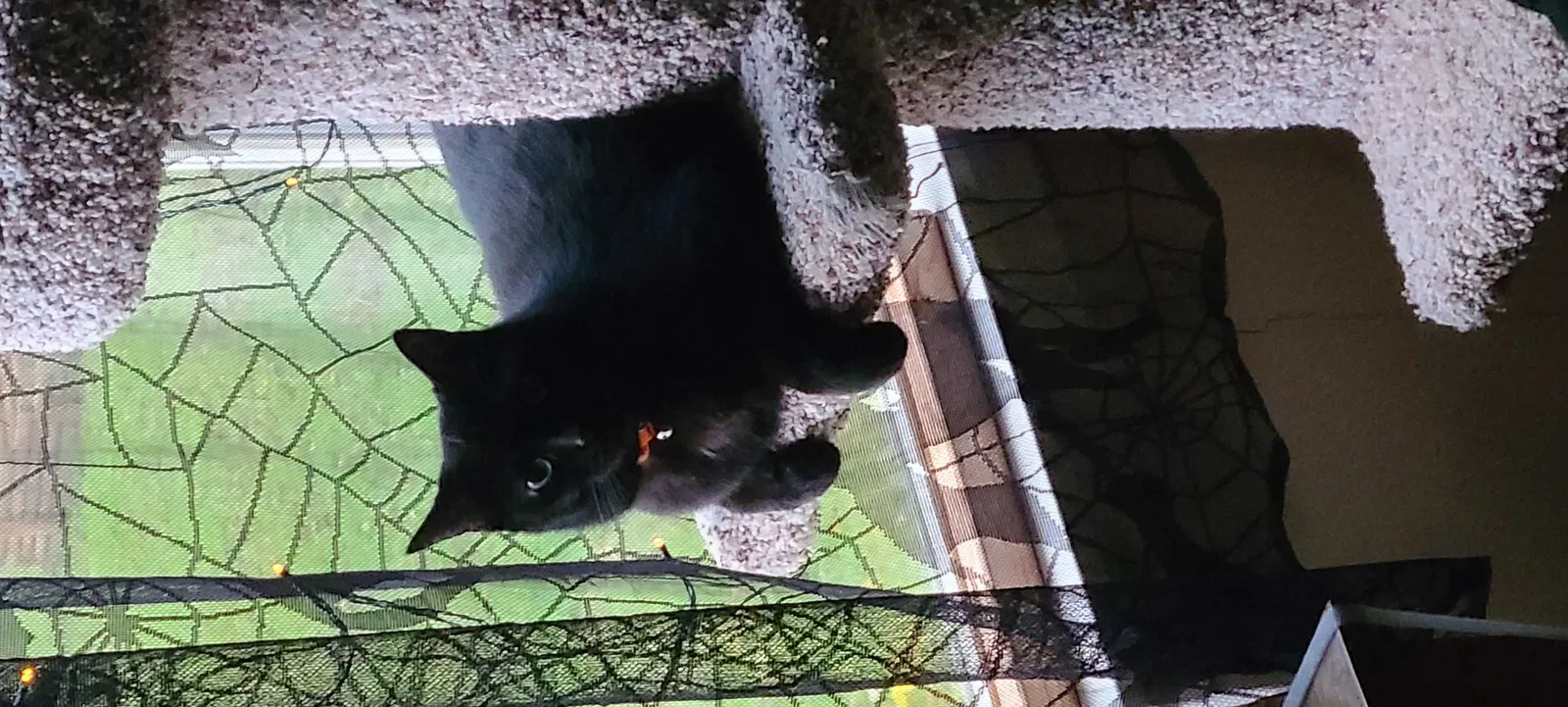 Lost cat in Auburn Hills, MI, 48326