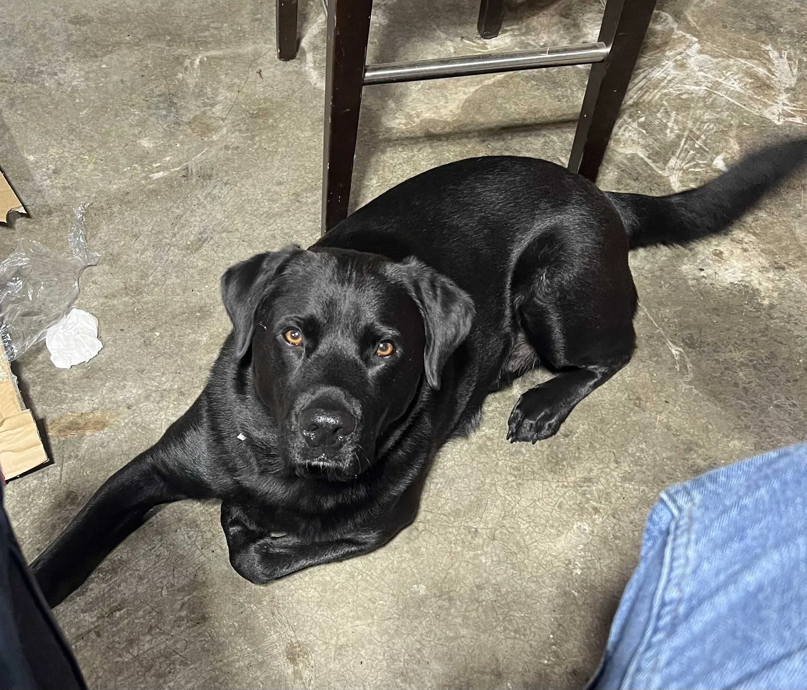 Lost dog in Lakebay, WA, 98349