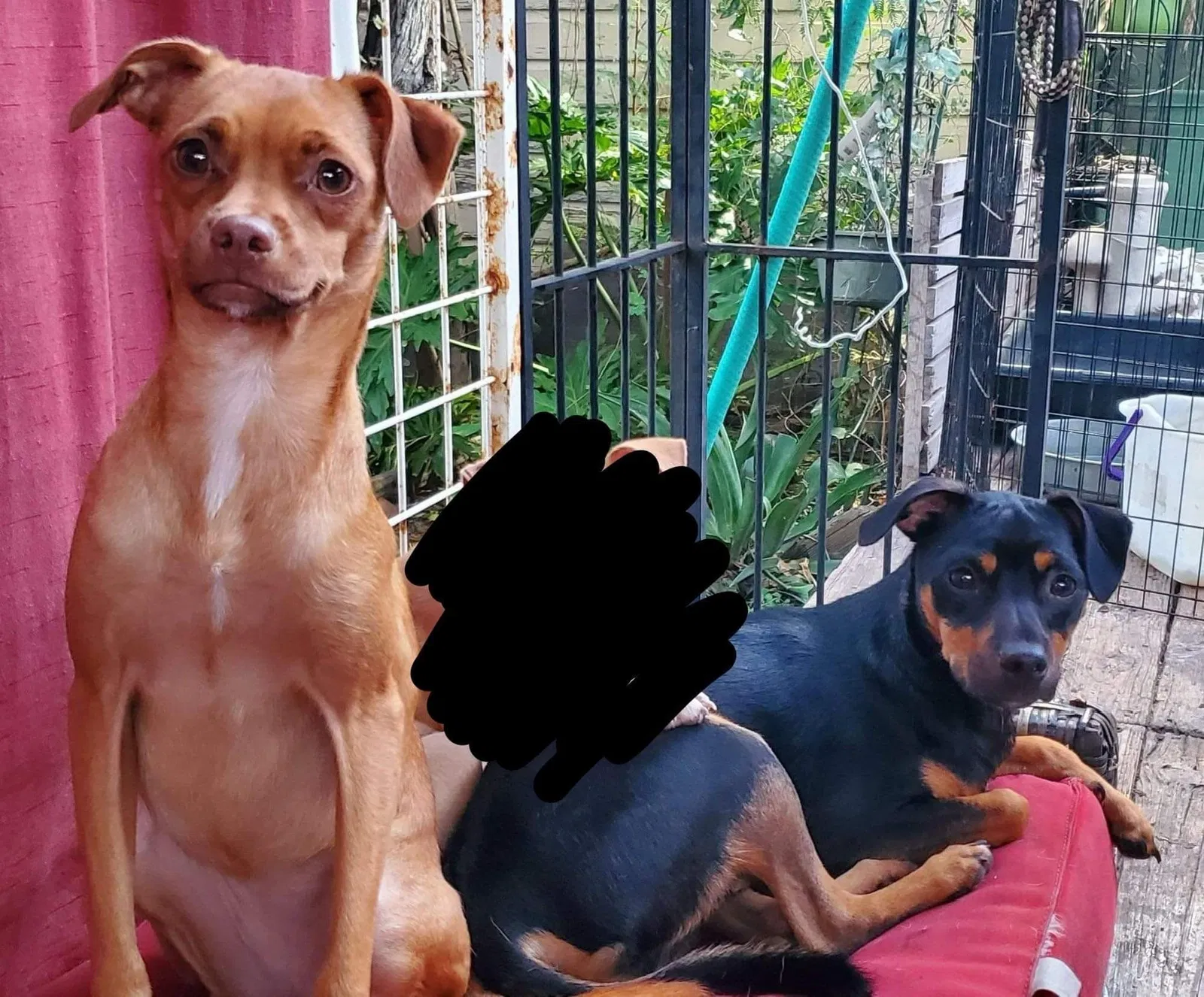 Lost dog in Corpus Christi, TX, 78412
