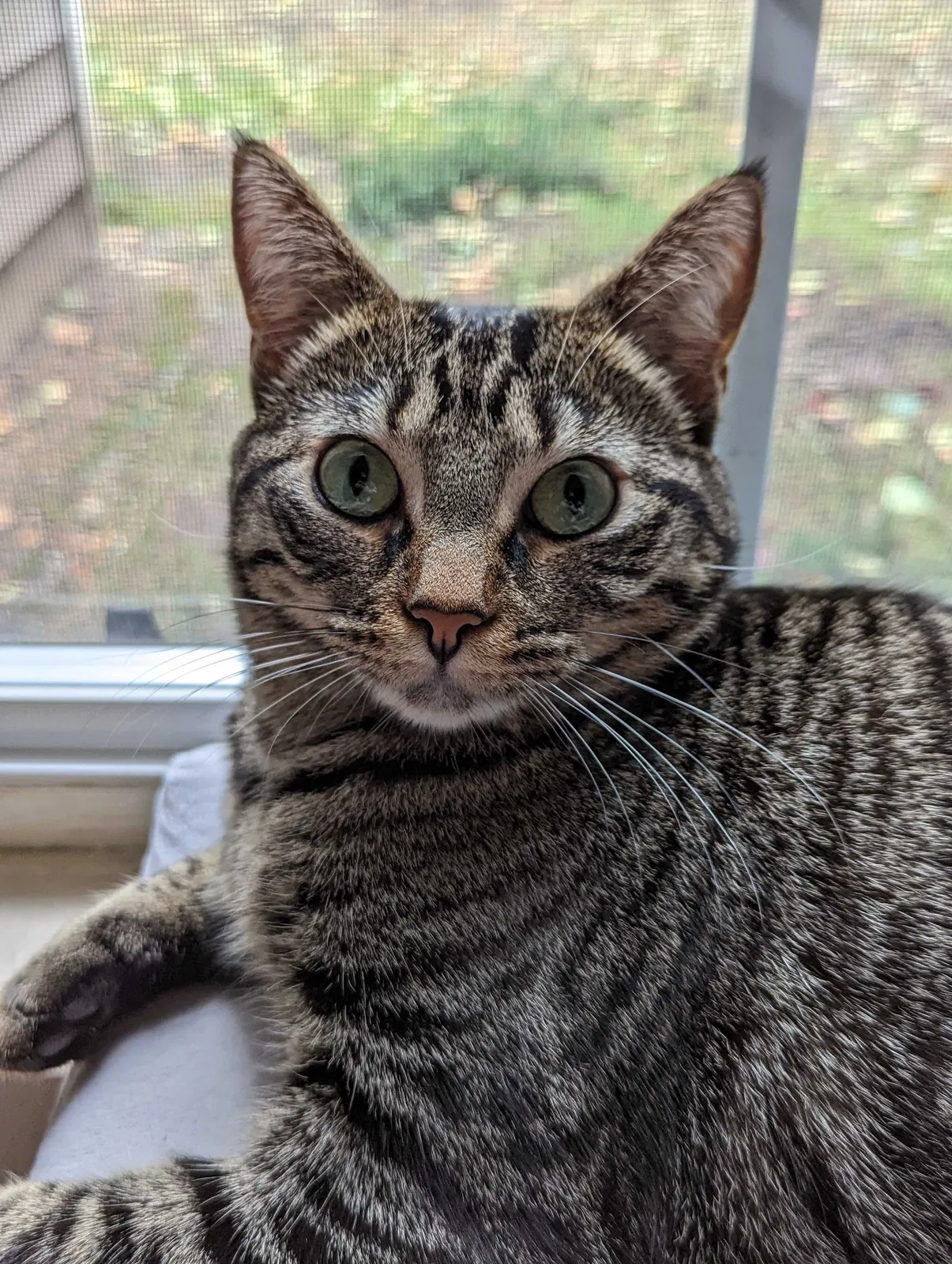 Lost cat in Mukilteo, WA, 98275