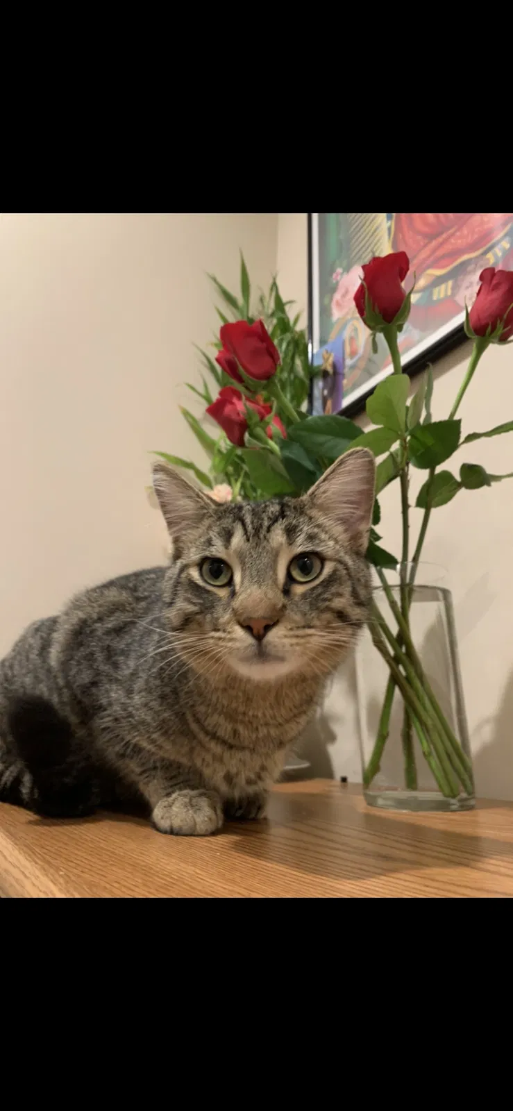 Lost cat in Chicago, IL, 60632