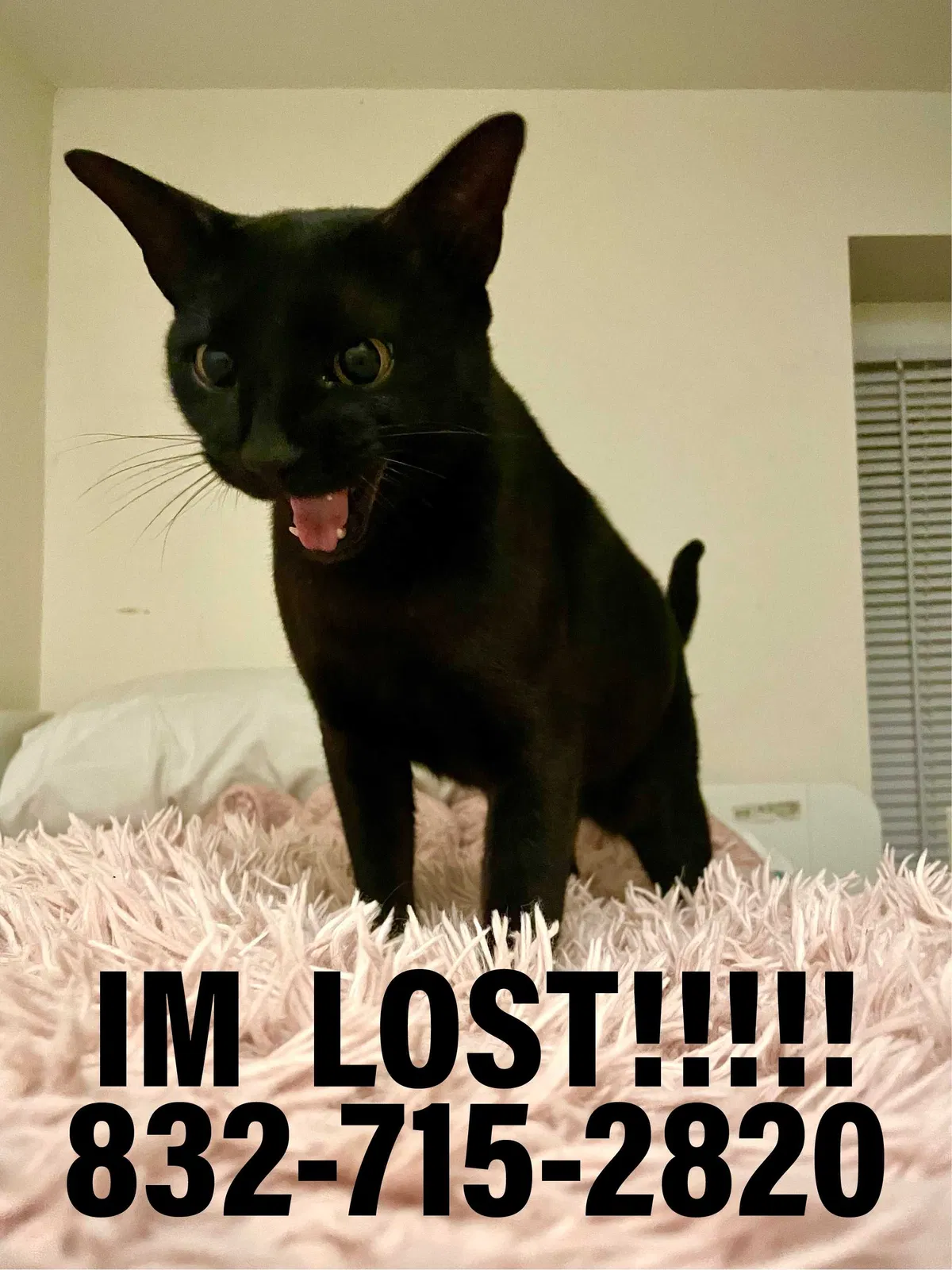 Lost cat in Austin, TX, 78722