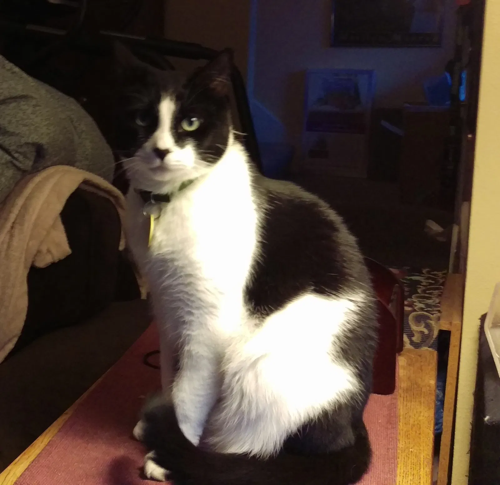 Lost cat in Salem, OR, 97304