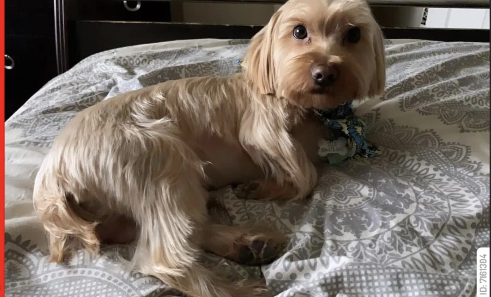 Lost dog in Richmond, VA, 23237