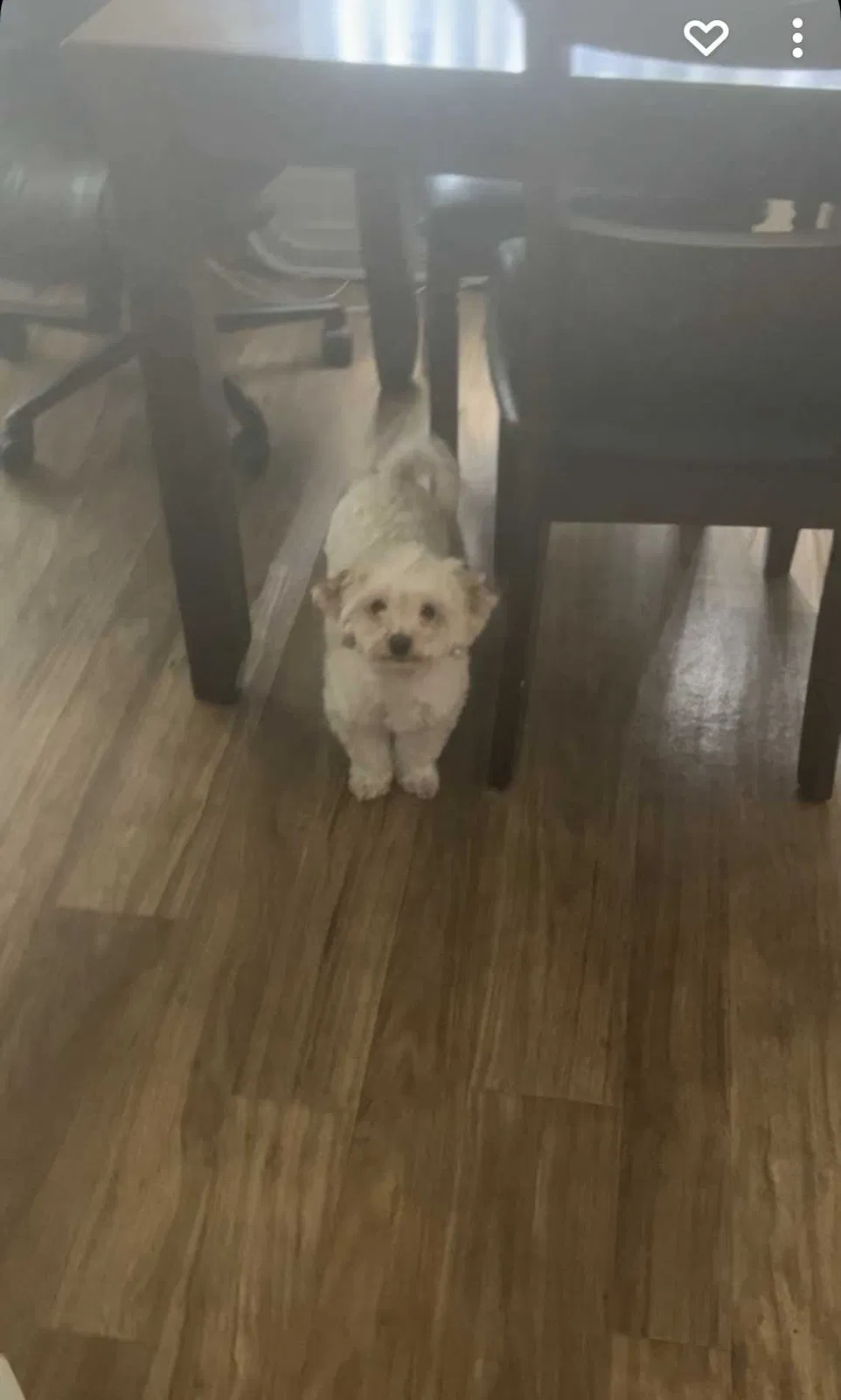 Lost dog in Salinas, CA, 93906