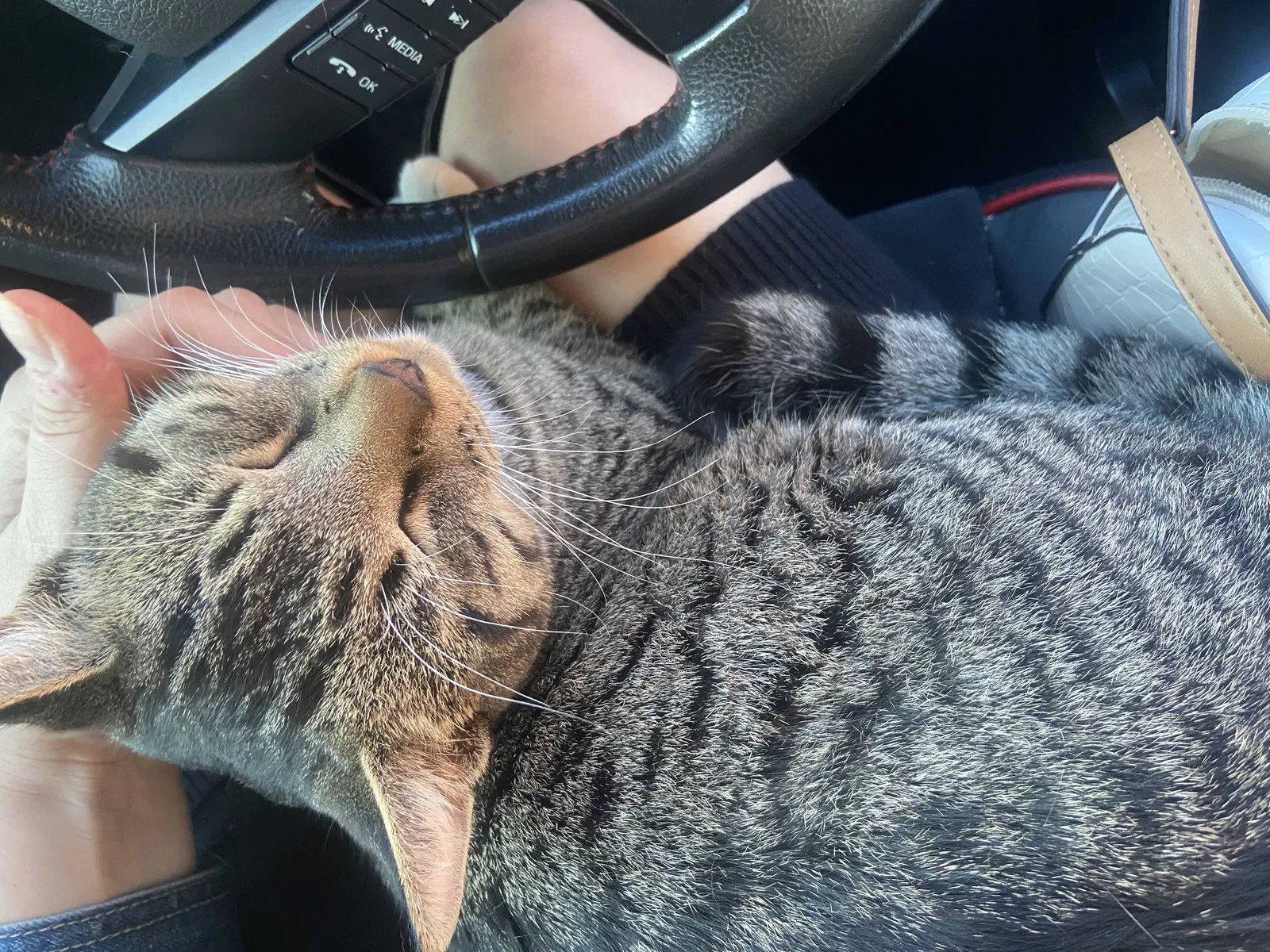 Lost cat in Springfield, MO, 65804