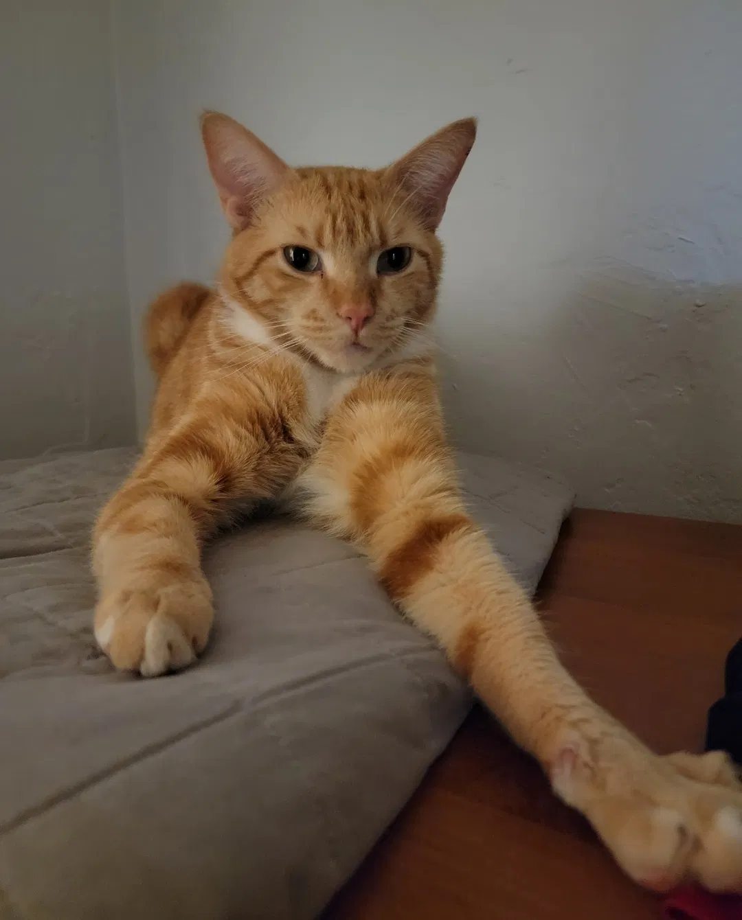 Lost cat in Columbus, OH, 43221