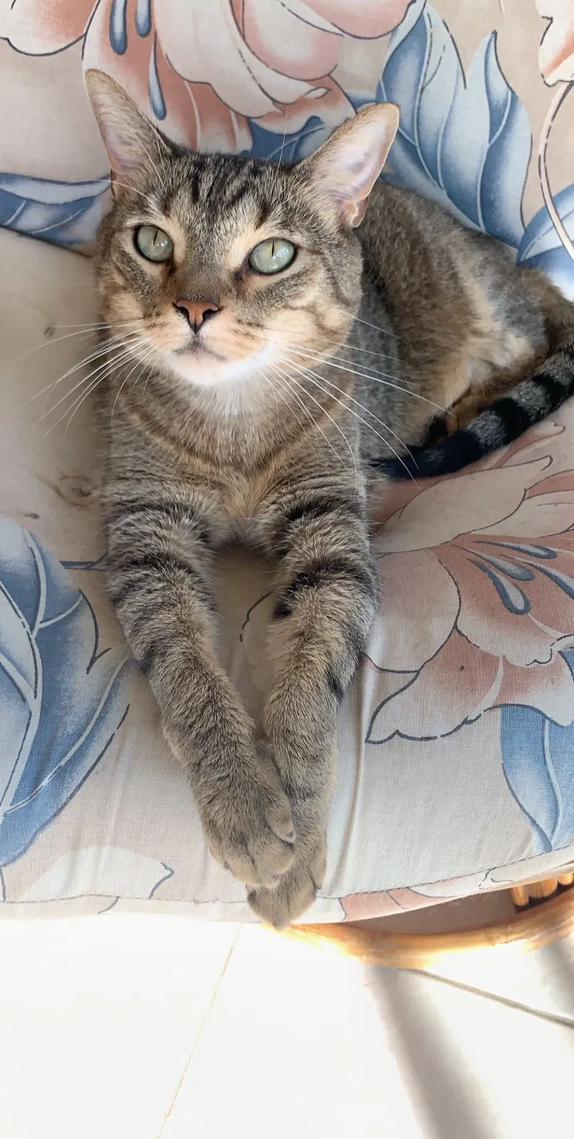 Lost cat in Saint Charles, IL, 60174