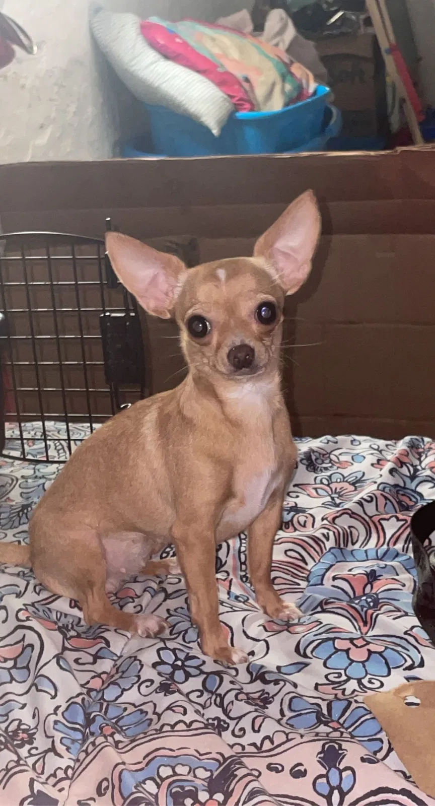 Lost dog in Guthrie, OK, 73044