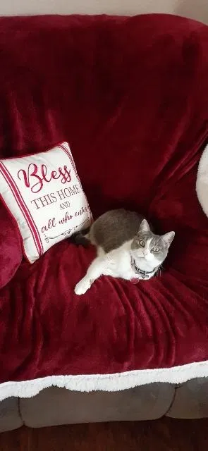 Lost cat in Aubrey, TX, 76227