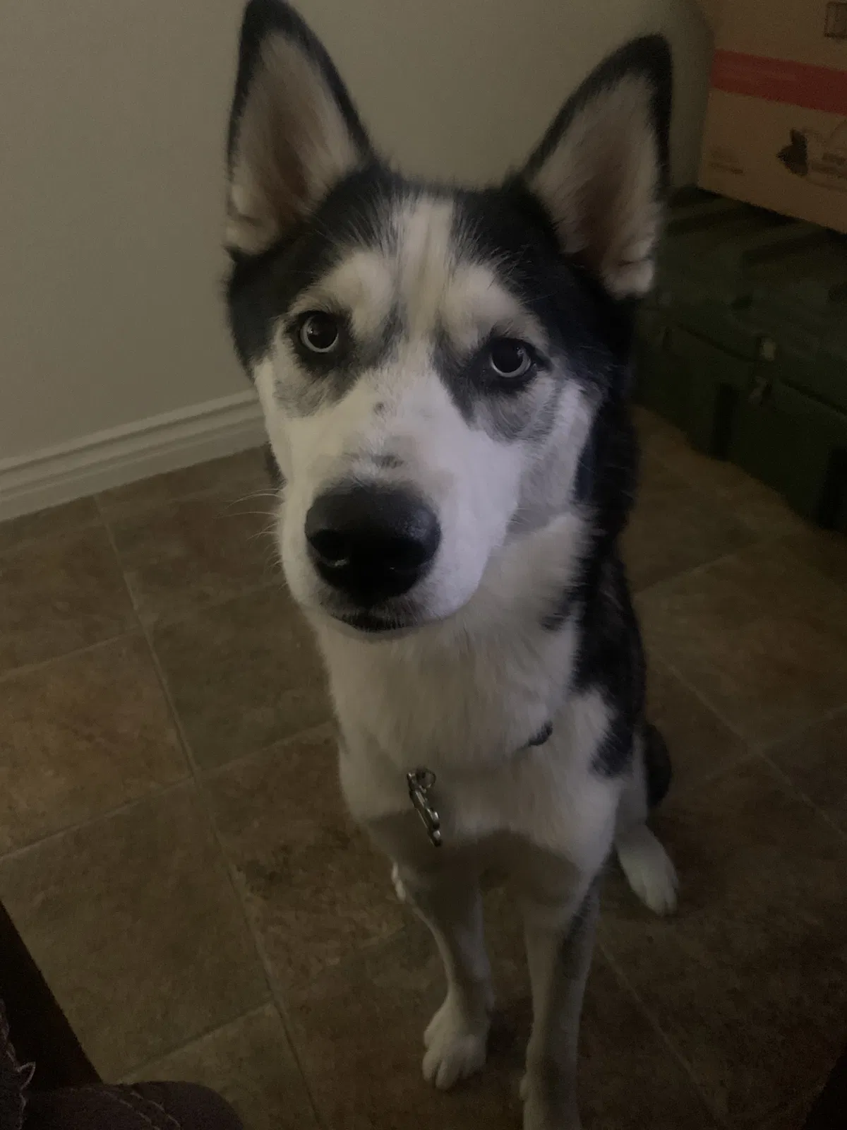 Lost dog in Lancaster, CA, 93535
