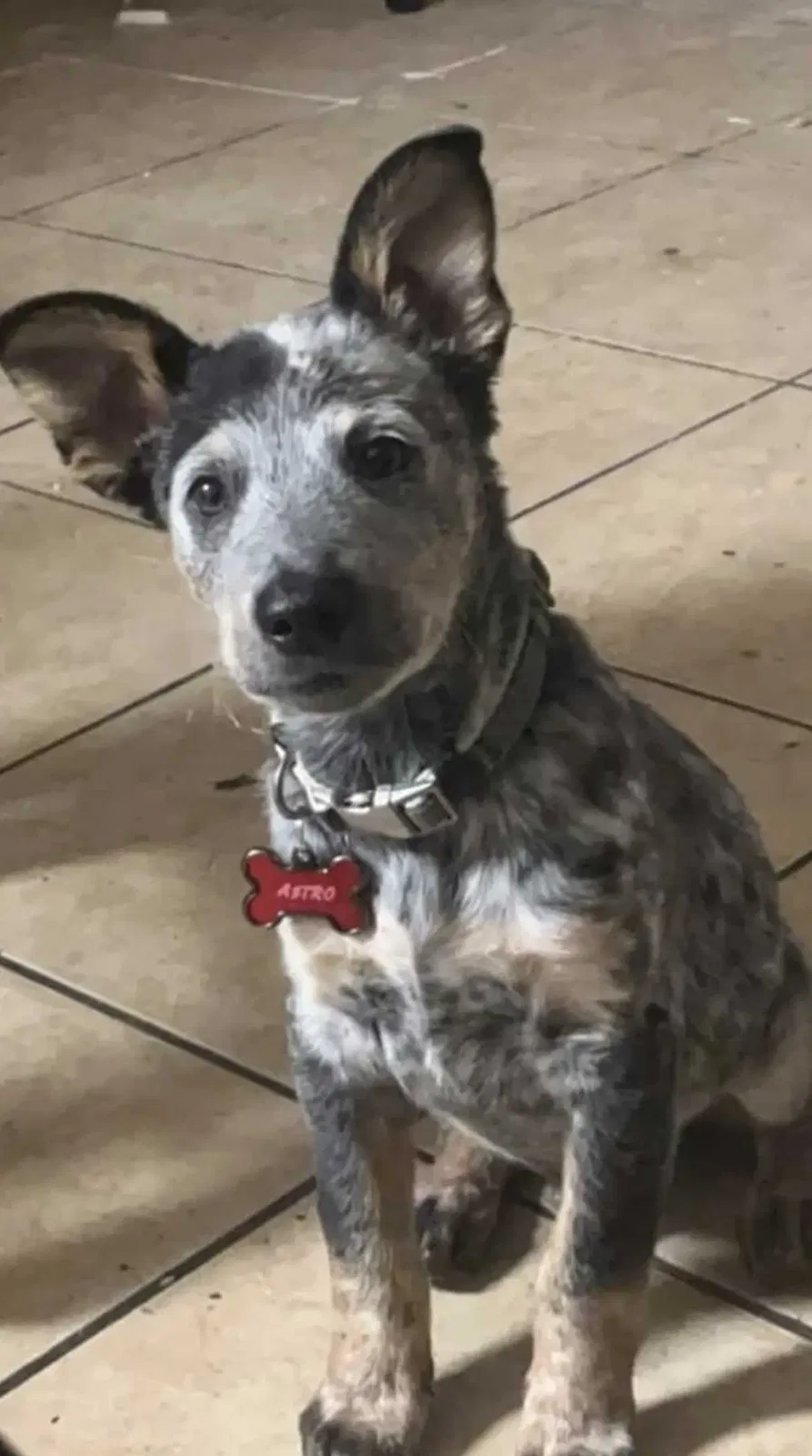 Lost dog in Yucaipa, CA, 92399