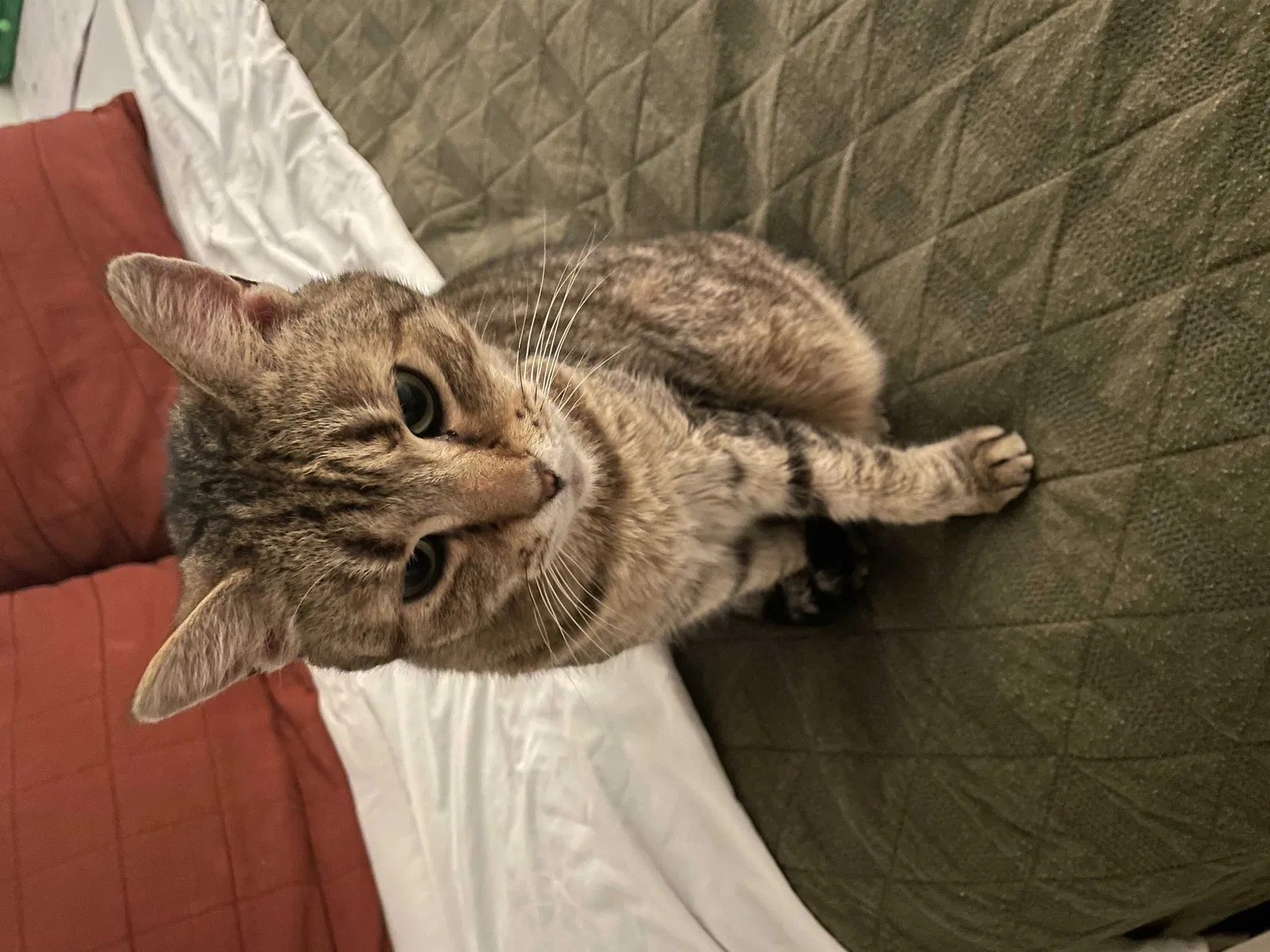 Lost cat in West Chester, PA, 19380