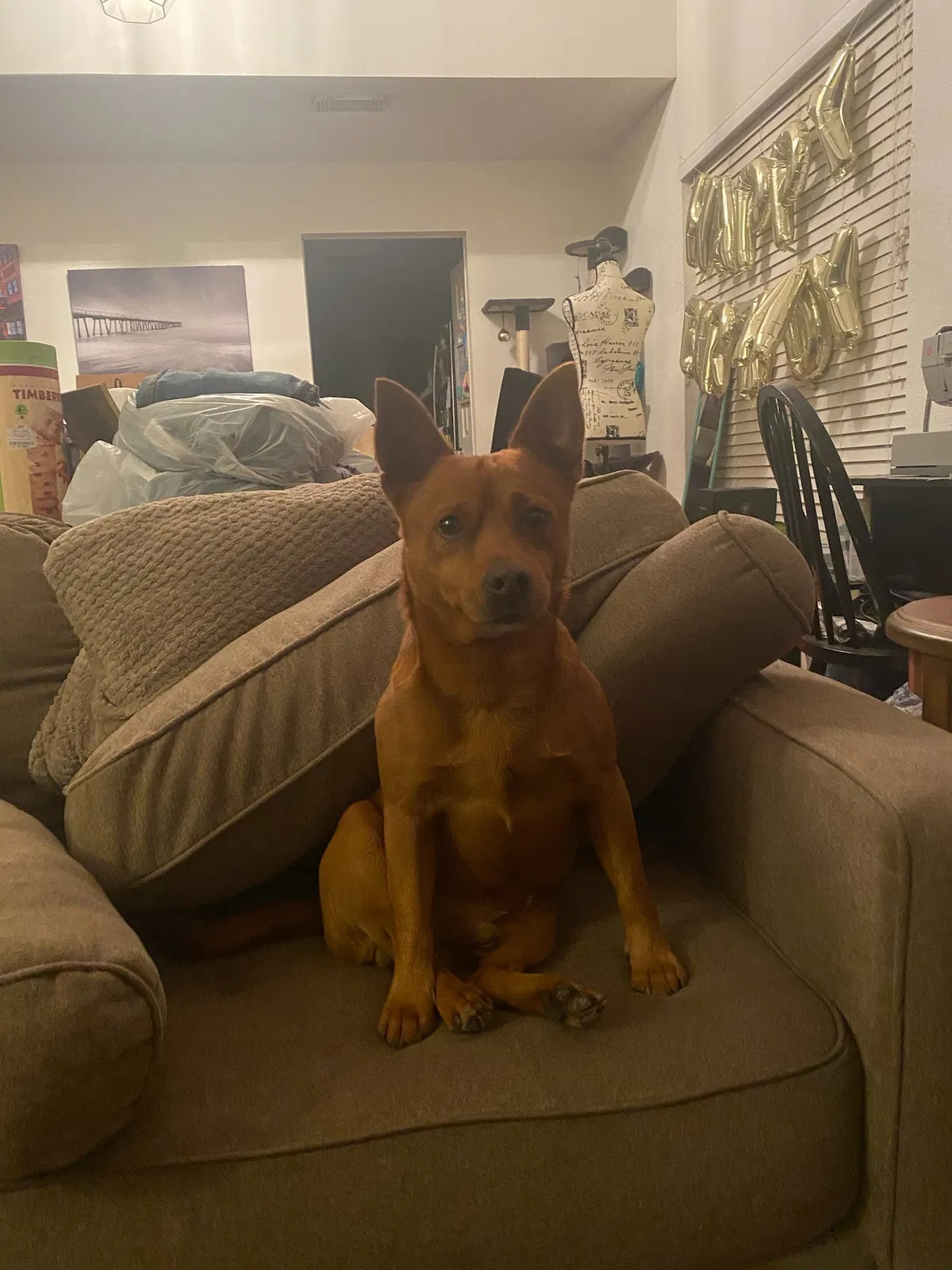 Lost dog in Houston, TX, 77095