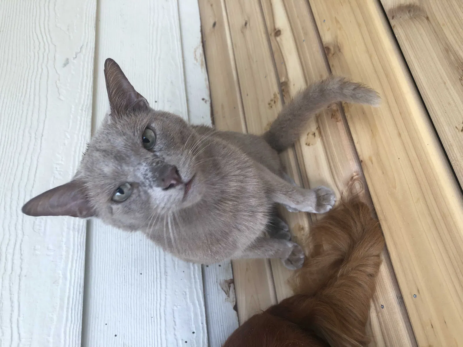 Lost cat in Seattle, WA, 98103