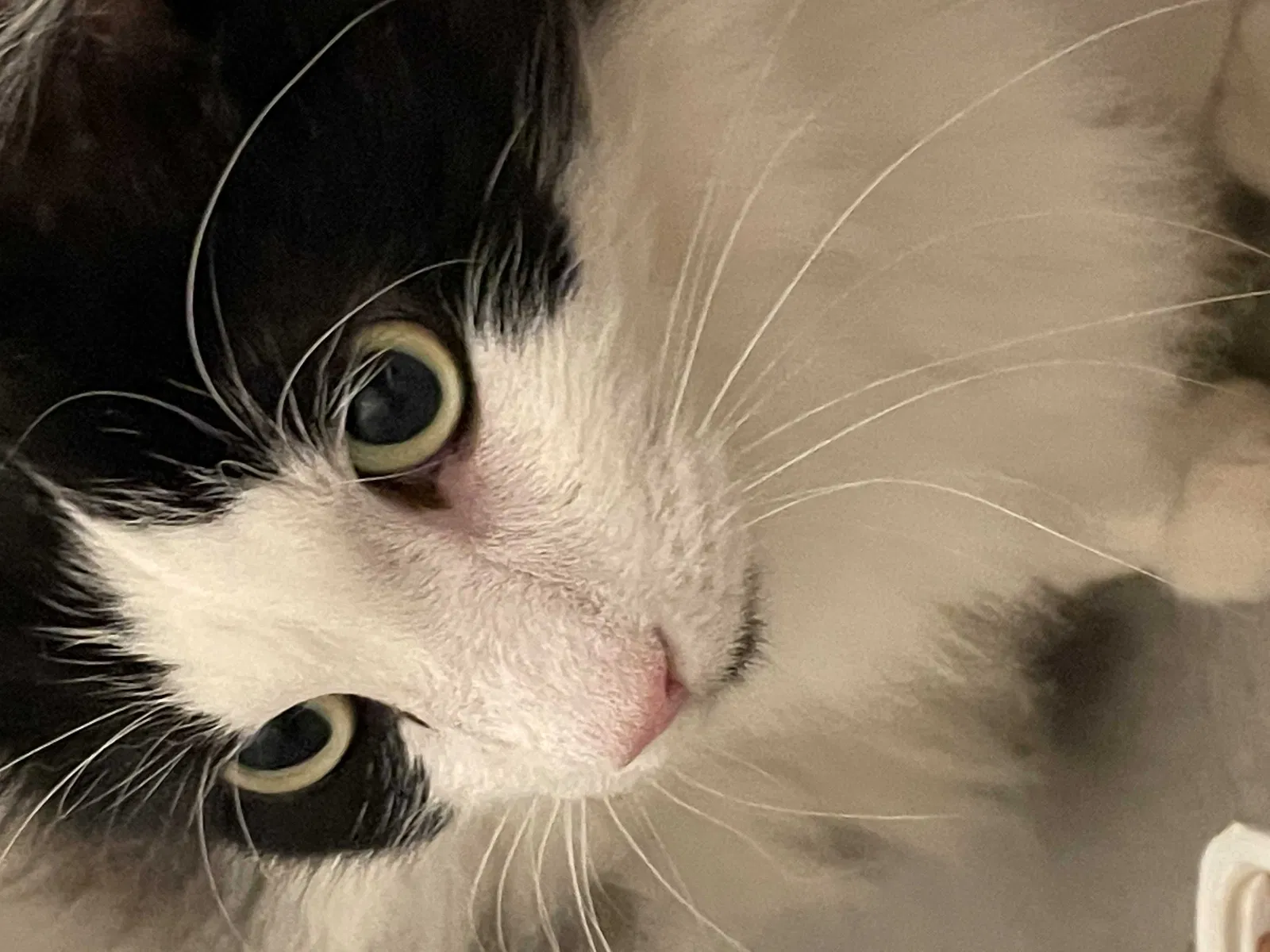 Found cat in Apex, NC, 27502