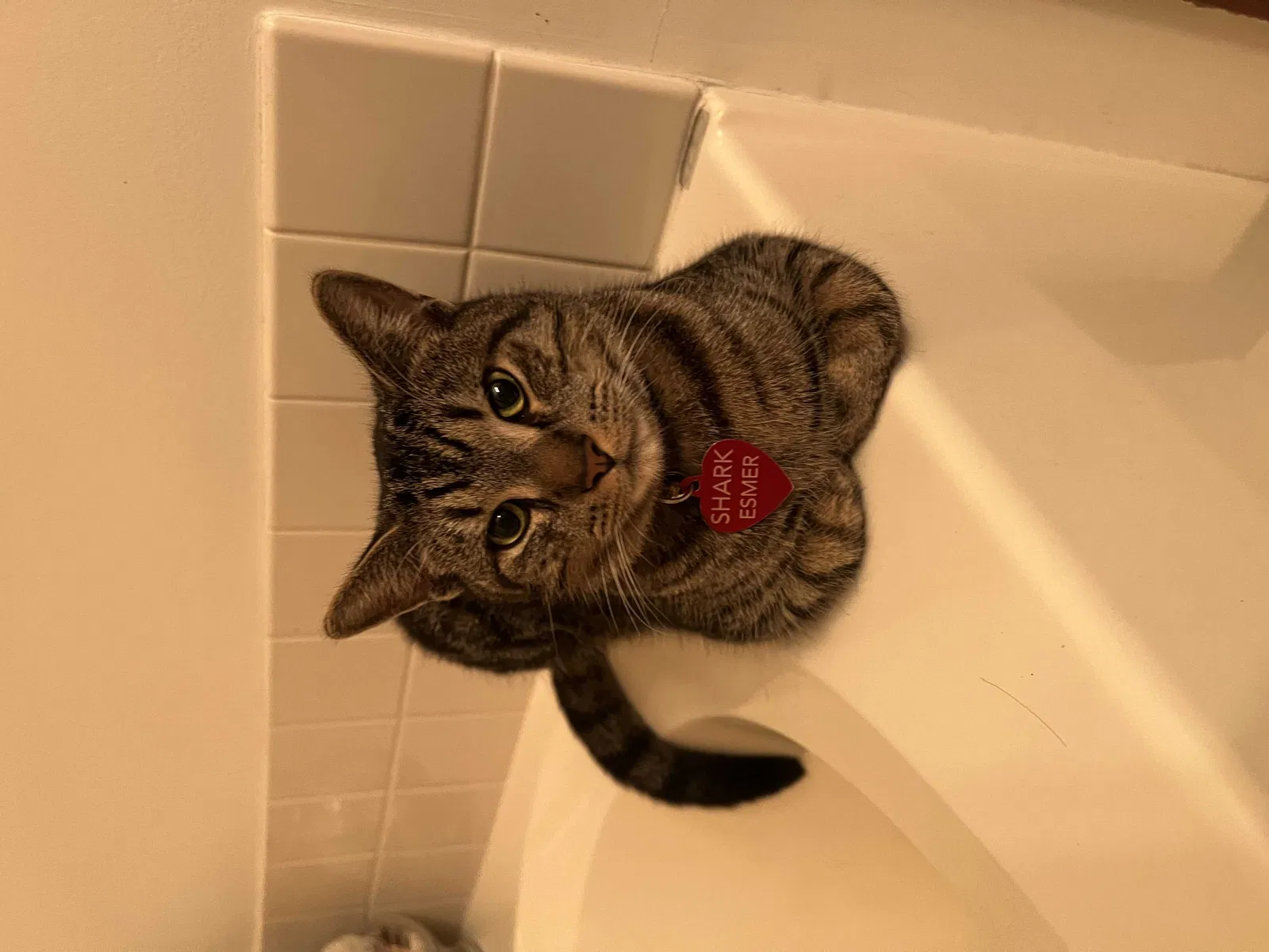 Lost cat in Fort Wayne, IN, 46825