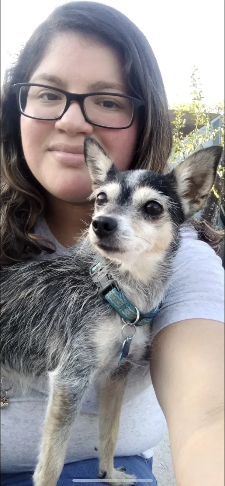 Lost dog in Houston, TX, 77038