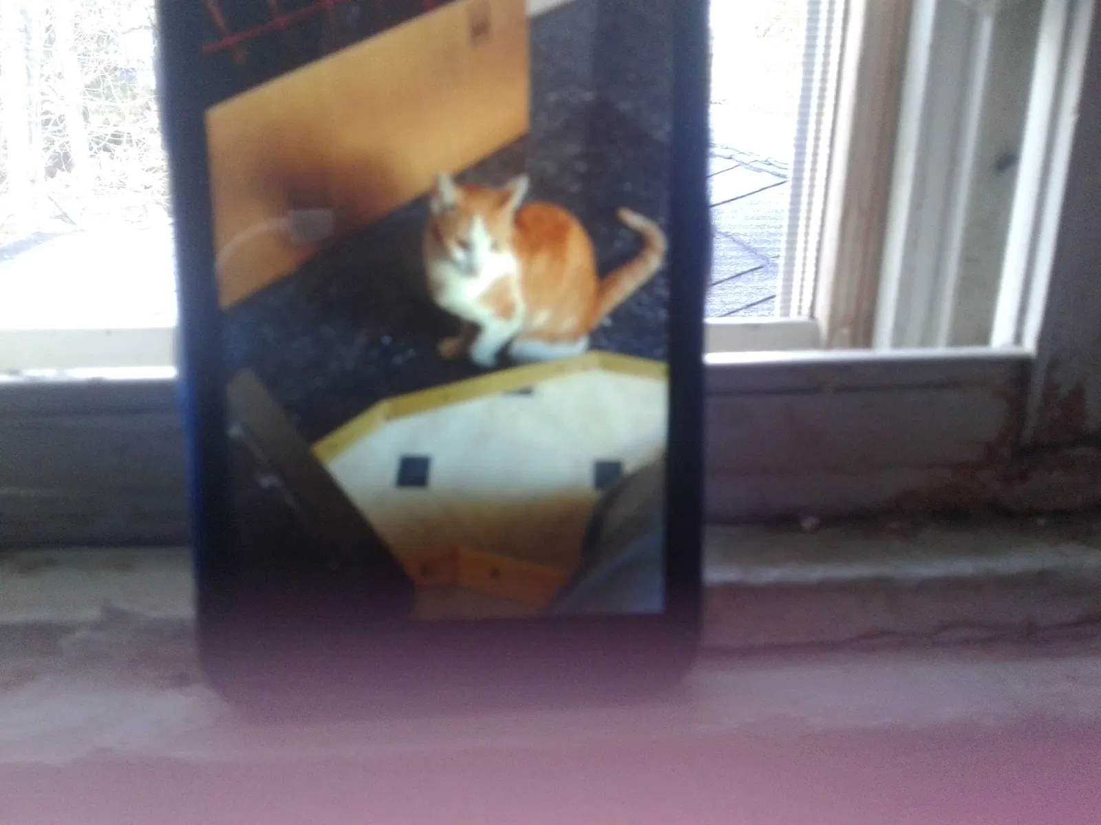 Lost cat in Rahway, NJ, 7065