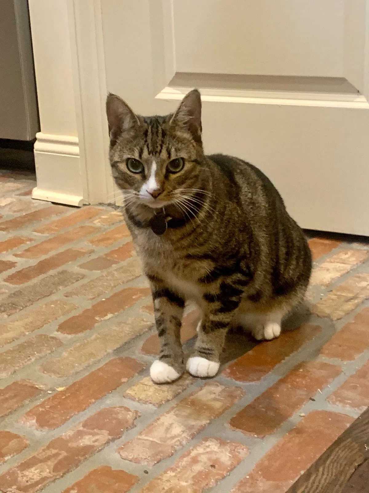Lost cat in Dadeville, AL, 36853