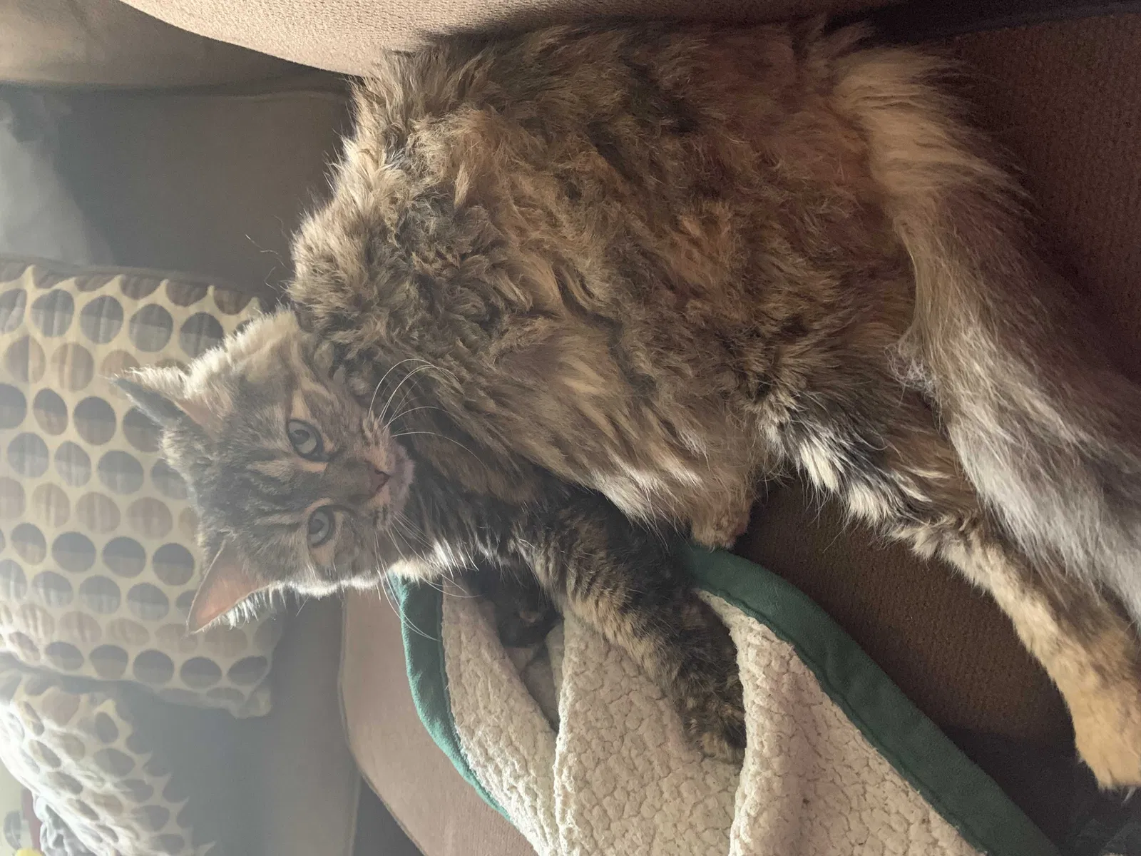 Lost cat in Ventura, CA, 93001