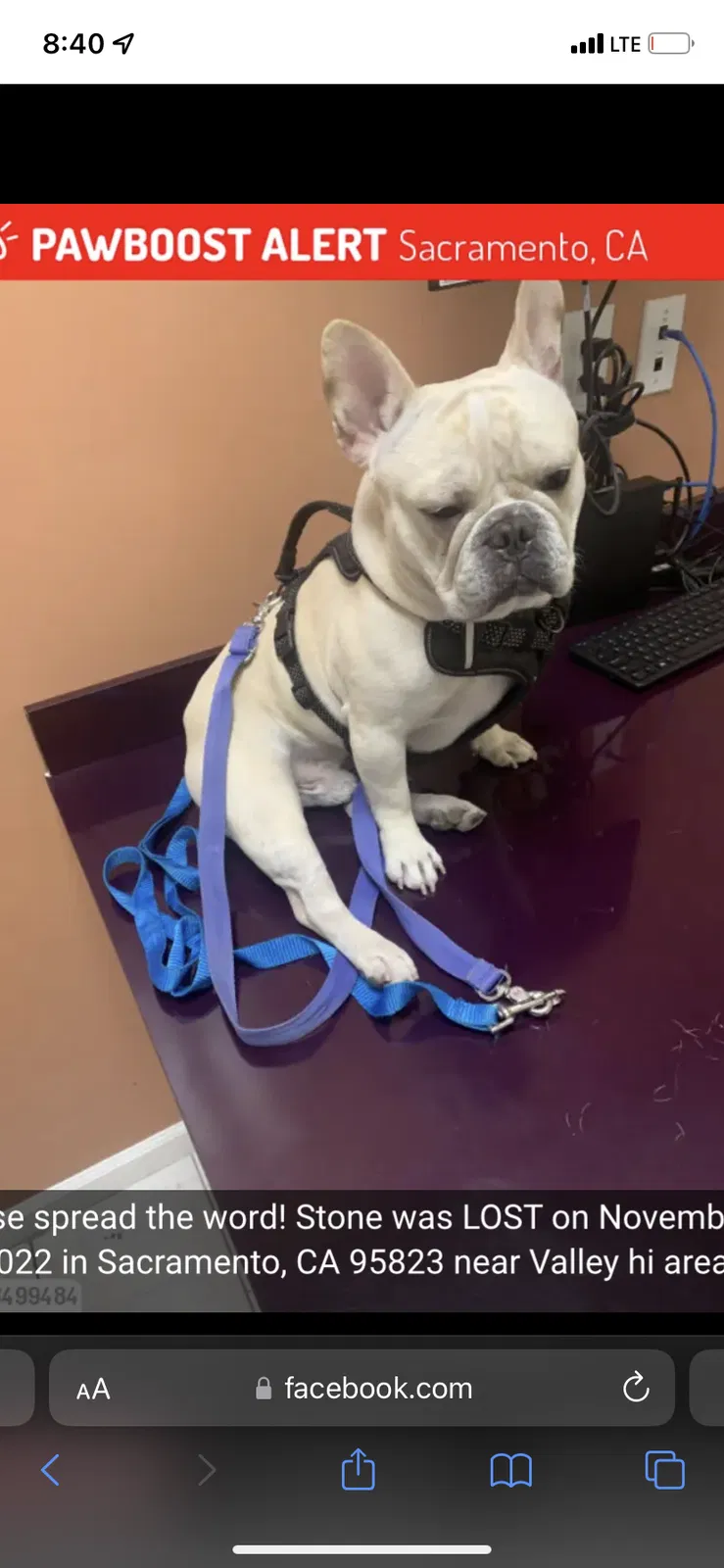 Lost dog in Sacramento, CA, 95823