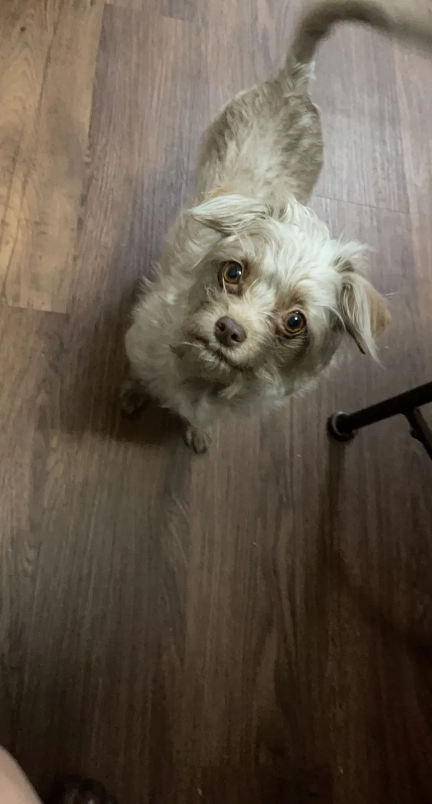 Lost dog in Dawson Springs, KY, 42408