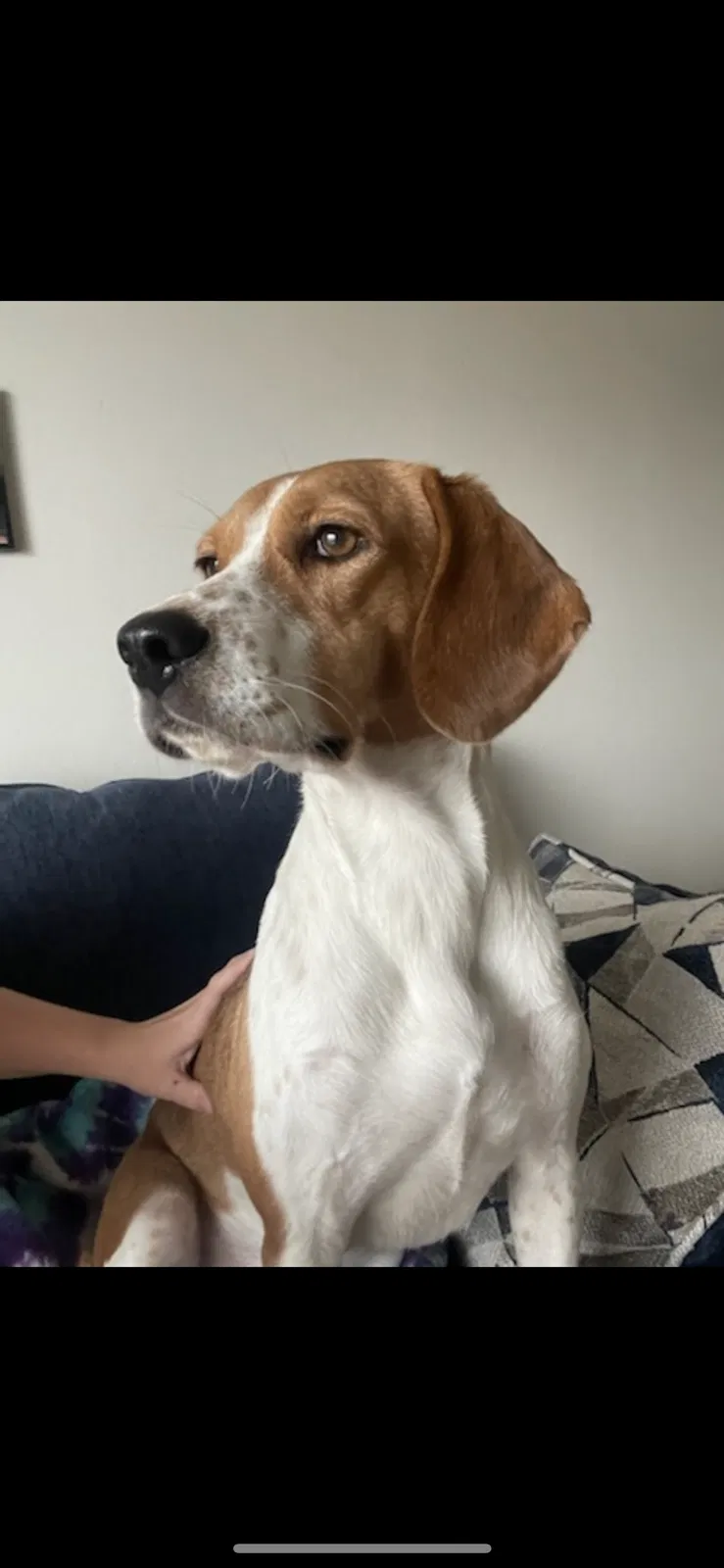Lost dog in Pensacola, FL, 32506