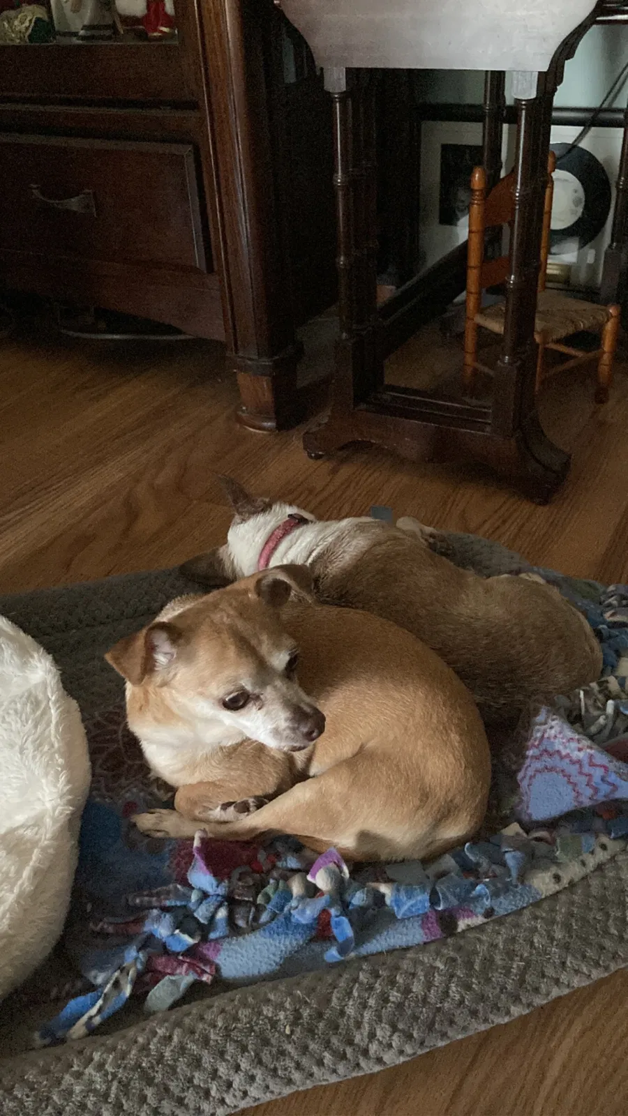 Lost dog in Unknown, FL, 33654
