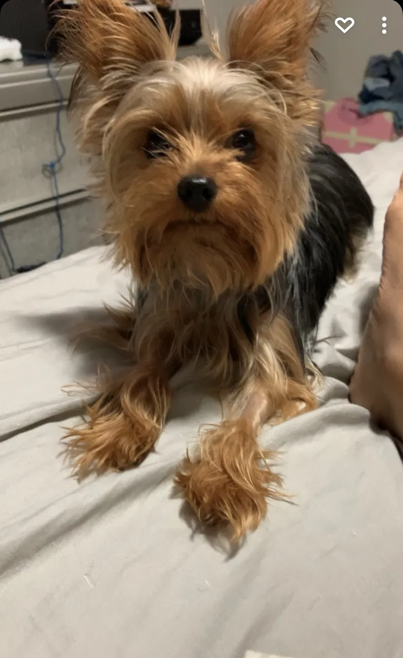 Lost dog in New Orleans, LA, 70114