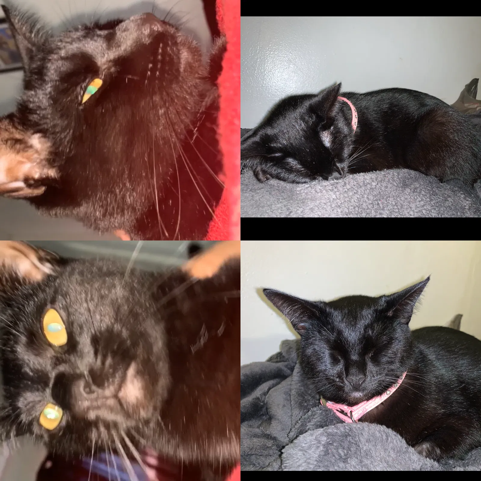 Lost cat in Oceanside, CA, 92056