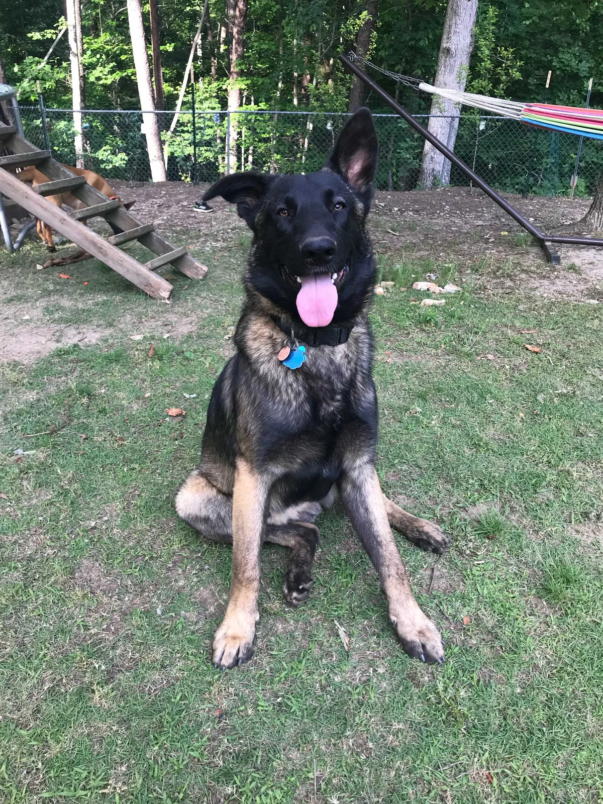 Lost dog in Cumming, GA, 30040