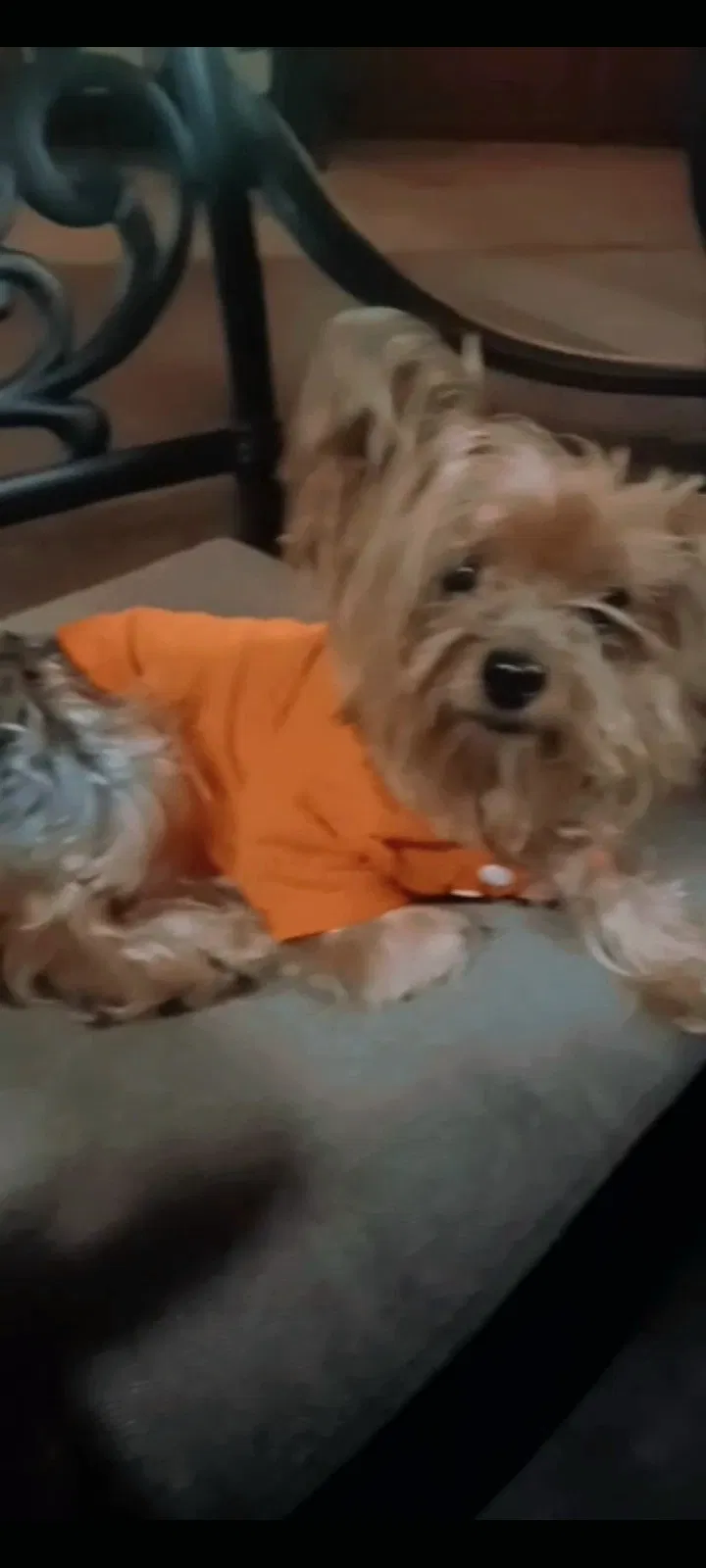 Lost dog in Tampa, FL, 33607