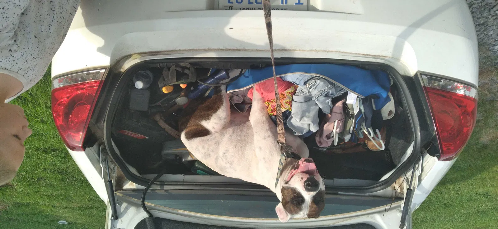 Lost dog in Pilot Mountain, NC, 27041