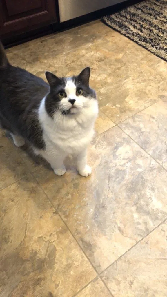 Lost cat in Arlington, WA, 98223
