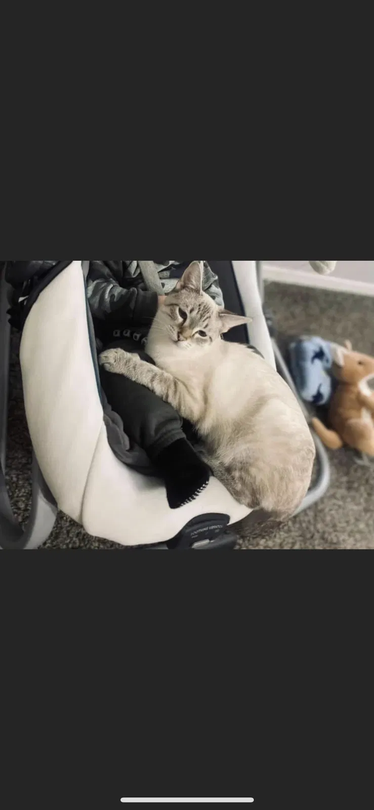 Lost cat in Lincoln, AR, 72744